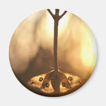 Saturnia pavonia fridge magnets