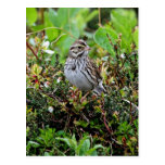 Savanna Sparrow Post Card