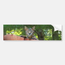 Savannah Cat Background Bumper Sticker
