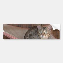 Savannah Cat Background Bumper Sticker