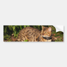 Savannah Cat Background Bumper Sticker