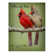 Save the Date for our Wedding/Cardinal Pair Postcard