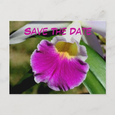 Save The Date Orchid Flower Photo Postcard by SmilinEyesTreasures