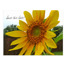 Save the Date Sunflower postcard
