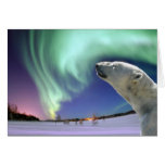 Save the Endangered Polar Bears for Christmas Cards