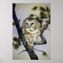 Saw-Whet Owl Poster