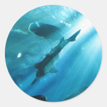 Sawfish & Wrasse in Blue Round Stickers