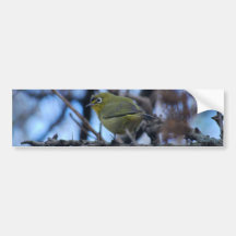 Say what little white eye bird bumper stickers