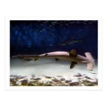 Scalloped Hammerhead Shark Post Cards