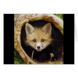 Scared Little Fox Cards