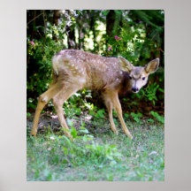 Scaredy Deer Print