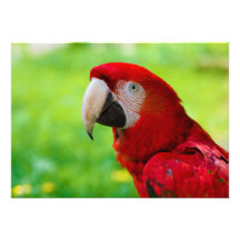 Scarlet Macaw Ara Macao American Parrot Personalized Invitations