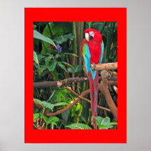 Scarlet Macaw Poster