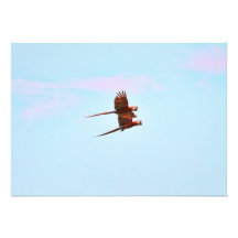 Scarlet Mackaw Couple Flying Personalized Announcements
