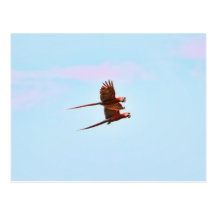 Scarlet Mackaw Couple Flying Post Cards