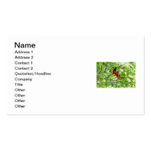 Scarlet Mackaws Picture Business Card Templates