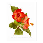 Scarlet Mallow (Hibiscus) Postcard