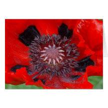 Scarlet O' Note Card