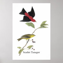 Scarlet Tanager - John James Audubon Print