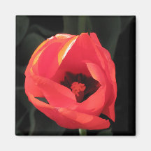 Scarlet Tulip Refrigerator Magnet