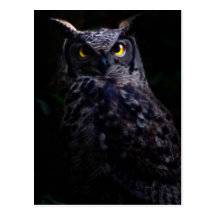 Scary owl postcard