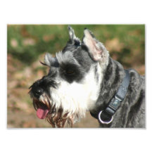 Schnauzer dog art photo