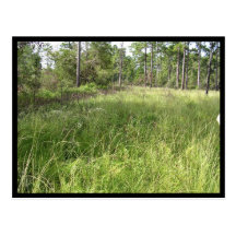 Schwalbea americana habitat postcard