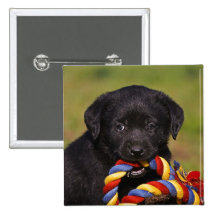 schwarzer Hund Labrador Retriever Welpe Button