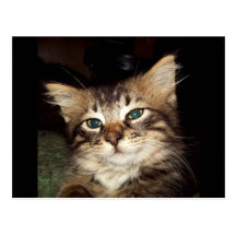 Scrapper Kitten Post Cards