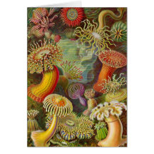 "Sea Anemones" Vintage Illustration Card