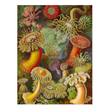 "Sea Anemones" Vintage Illustration Postcards