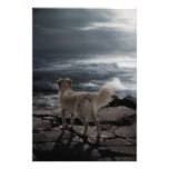 Sea Dog Photo Art