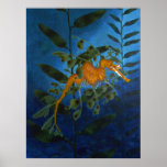 Sea Dragon Print