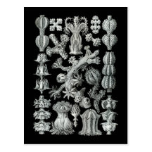 Sea fans post card