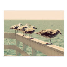 Sea Gulls Post Card