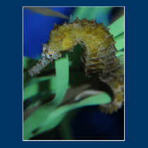 Sea Horse postcards