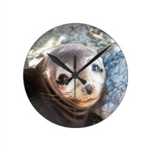 Sea lion pup, Isla Las Plazas, Galapagos Round Wall Clock