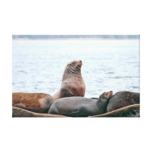 Sea Lions Photo Stretched Canvas Prints