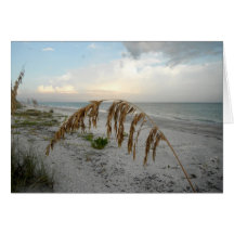 Sea Oat At Sunset Cards
