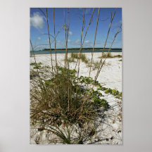 Sea oats and other beach vegetation posters