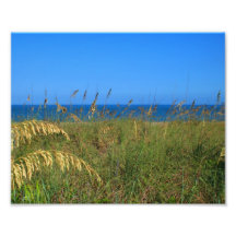 Sea oats beach dune ocean and sky photo