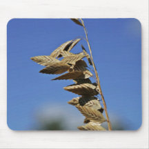 Sea oats panicle with spikelets mousepad