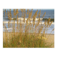 Sea Oats Post Cards