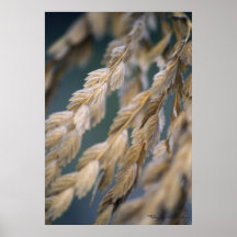 Sea Oats Posters