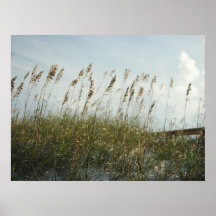 sea oats poster