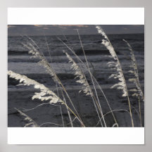Sea oats posters