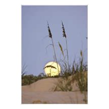 Sea Oats Uniola paniculata) growing on sand Photographic Print