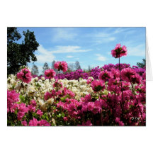 Sea of Azaleas, S Cyr Cards