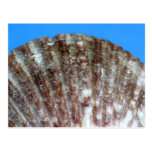Sea Shell on Blue close up Postcards