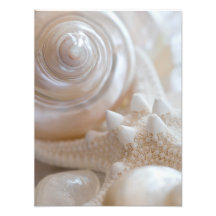 Sea Shell & Starfish Background - Beach Shells Photo Art
